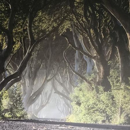 Dark Hedges Cottage Баллікасл Екстер'єр фото