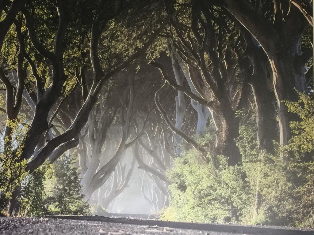 Dark Hedges Cottage Баллікасл Екстер'єр фото
